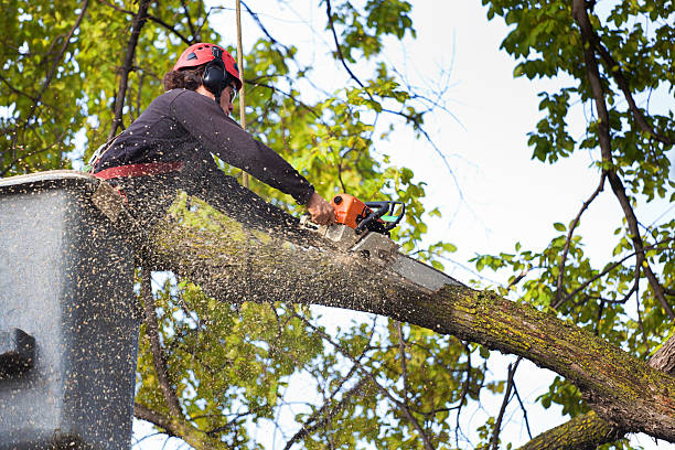 Why Choose Our Tree Removal Services in Willow Grove, TX?